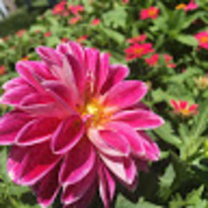 Meet your Posher, Jacklyn